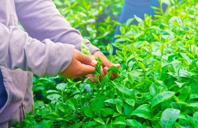 油茶，肇兴的回味