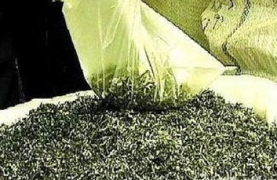 碧螺春的真假辨别