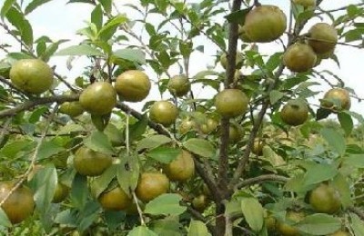 油茶树种植技术