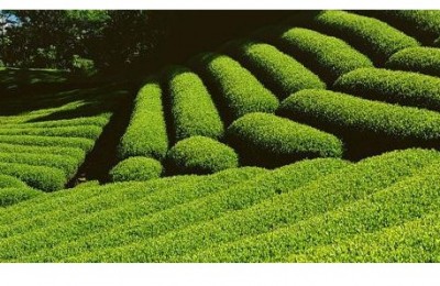 四川边茶的气候特点